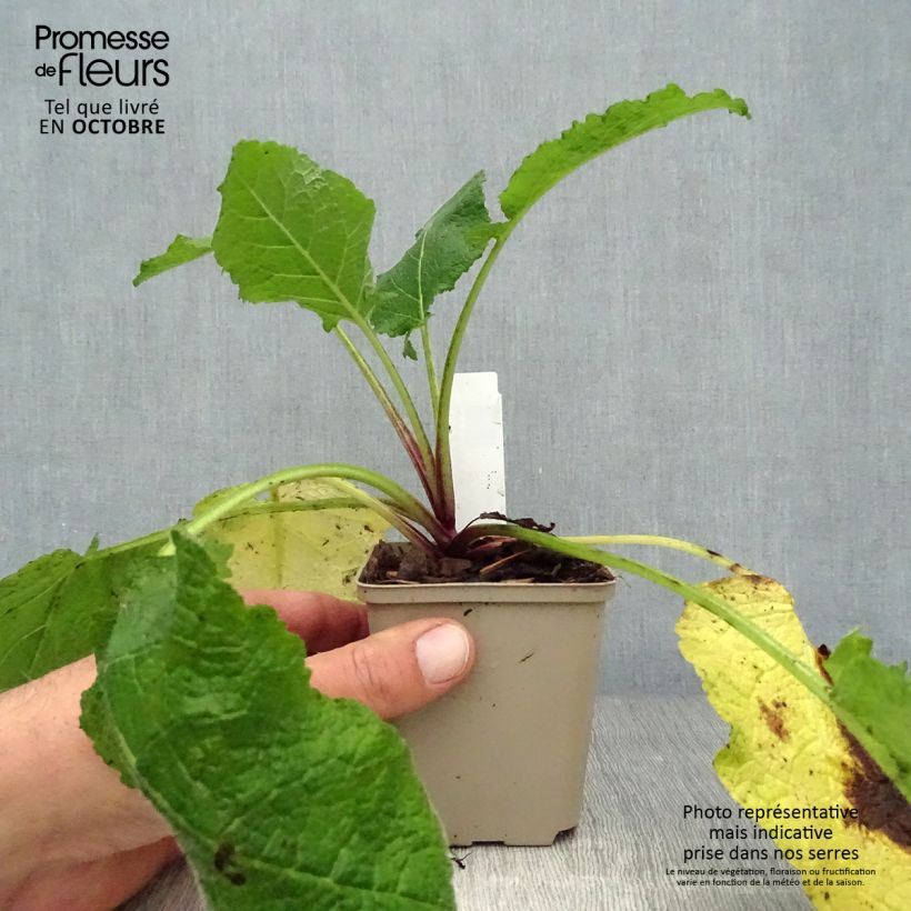 Exemplaar van Salvia forsskaolei - Salie Kweekpotje van 8/9 cm zoals geleverd in de herfst