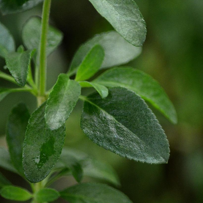 Salvia jamensis Flammenn - Struiksalie (Foliage)