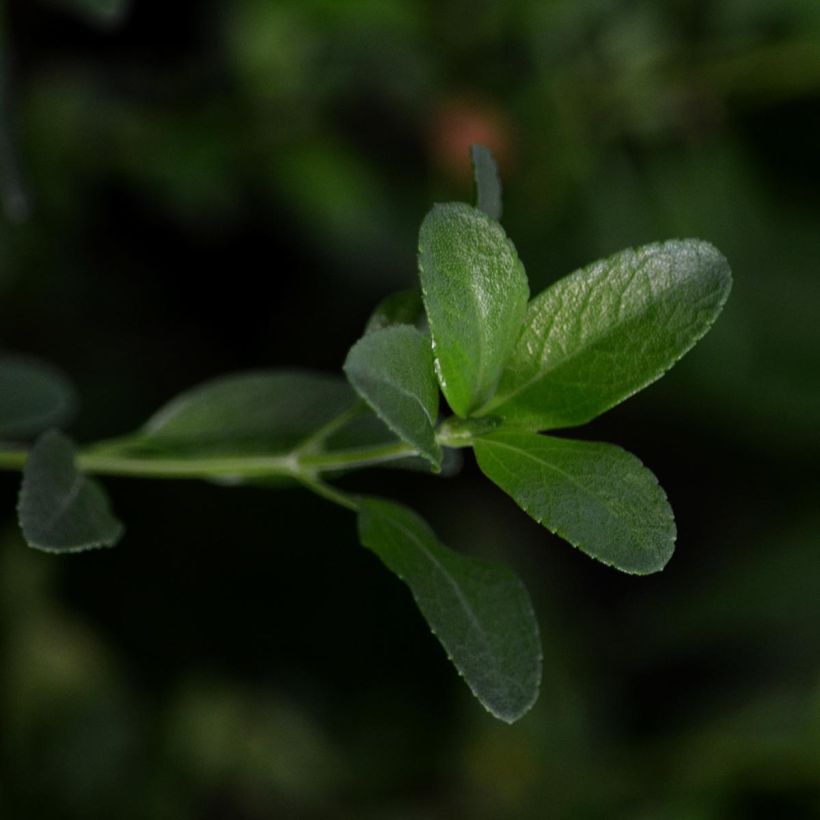 Salvia jamensis Melen - Struiksalie (Foliage)