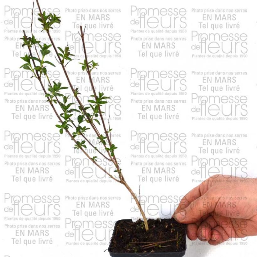 Voorbeeld van een exemplaar van Salvia jamensis Sierra San Antonio - Struiksalie Kweekpotje van 8/9 cm zoals geleverd