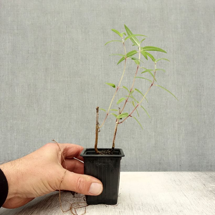Exemplaar van Salvia leucantha - Mexicaanse salie Kweekpotje van 7/8 cm zoals geleverd in de herfst
