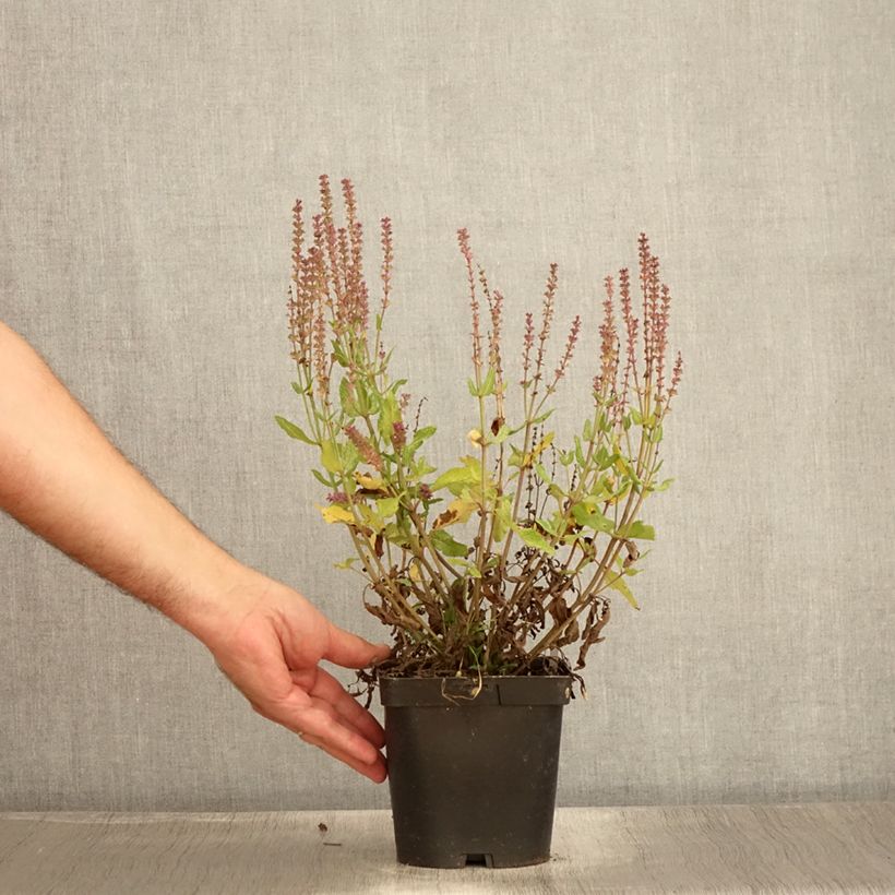 Exemplaar van Salvia nemorosa Blauhügel - Bossalie Pot van 2 l/3 l zoals geleverd in de zomer