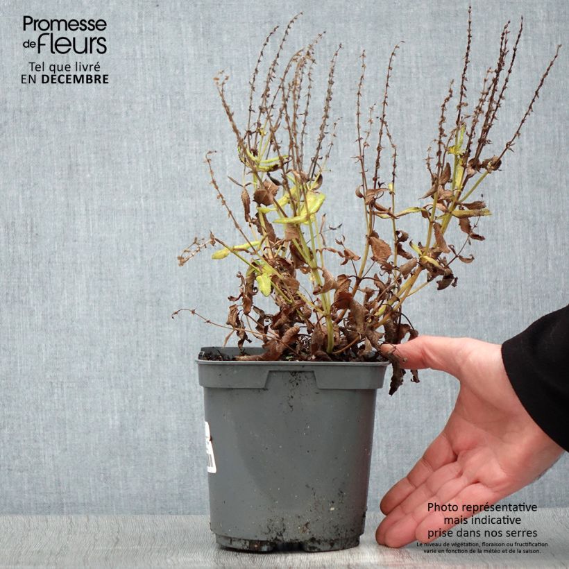 Example of Salvia nemorosa Blauhügel Pot van 2 l/3 l as you get in hiver