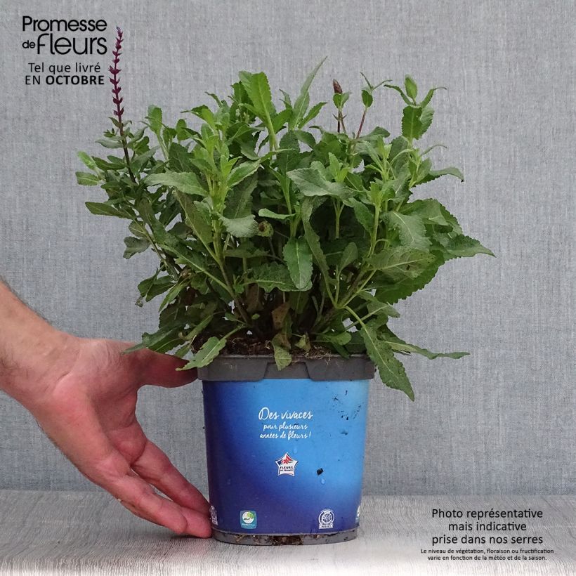 Exemplaar van Salvia nemorosa Caradonna - Bossalie Pot van 1,5 l/2 l zoals geleverd in de herfst