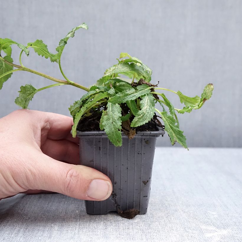 Example of Salvia nemorosa Caradonna Pink - Bossalie Kweekpotje van 8/9 cm as you get in hiver
