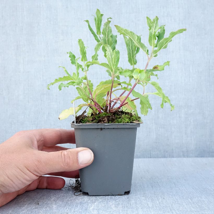 Exemplaar van Salvia nemorosa Caradonna Pink - Bossalie Kweekpotje van 8/9 cm zoals geleverd in de lente
