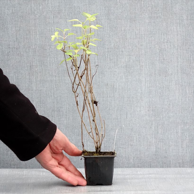 Example of Salvia setulosa - Sauge hérissée Kweekpotje van 8/9 cm as you get in hiver