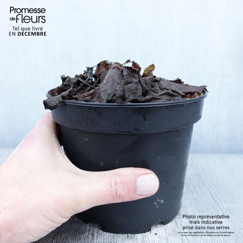 Exemplaar van Salvia sylvestris Rhapsody in Blue - Bossalie Pot van 2 l/3 l zoals geleverd in de herfst