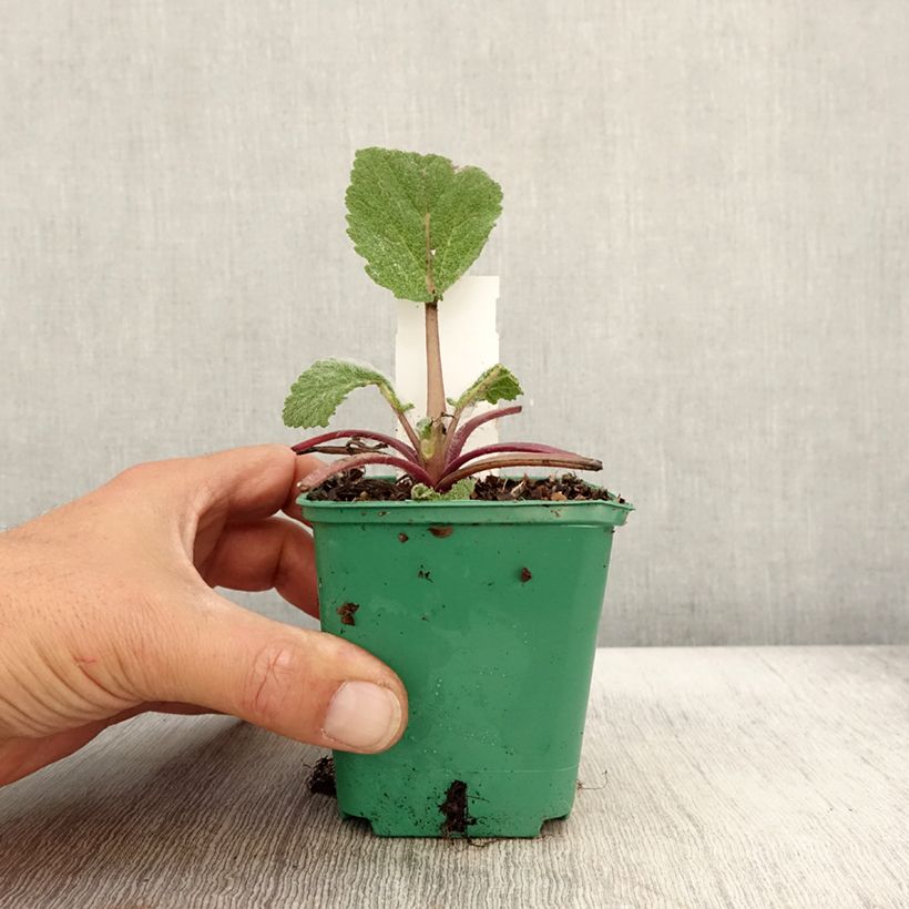 Exemplaar van Sauge sclarée - Salvia sclarea Godet de 8/9 cm zoals geleverd in de herfst
