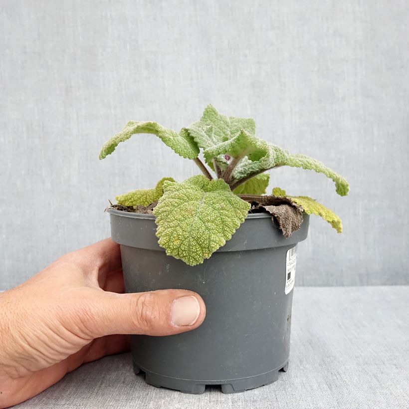 Example of Sauge sclarée - Salvia sclarea Pot van 1,5 l/2 l as you get in printemps