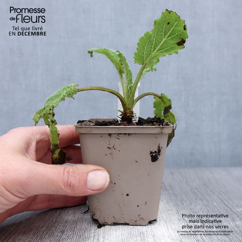 Example of Sauge sclarée - Salvia sclarea Vatican White Kweekpotje van 8/9 cm as you get in hiver