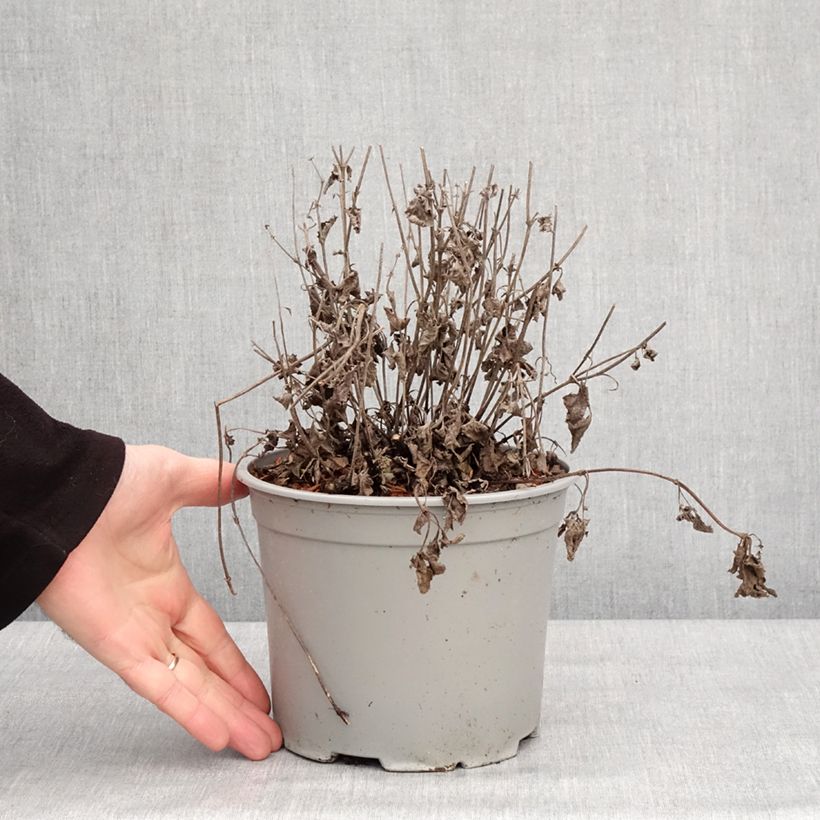 Example of Salvia verticillata Purple Rain - Kranssalie Pot van 3 l/4 l as you get in hiver