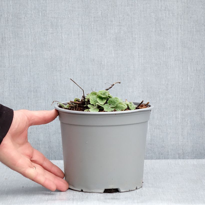 Exemplaar van Salvia verticillata Purple Rain - Kranssalie Pot van 3 l/4 l zoals geleverd in de lente