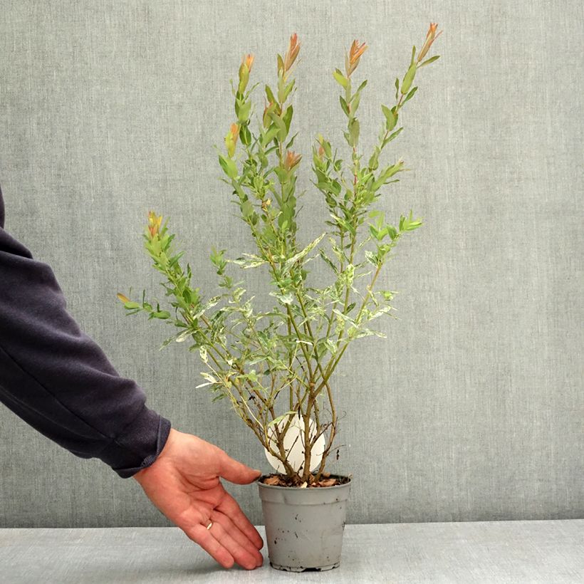 Exemplaar van Salix integra Flamingo - Bonte wilg Pot van 12 cm / 13 cm zoals geleverd in de zomer