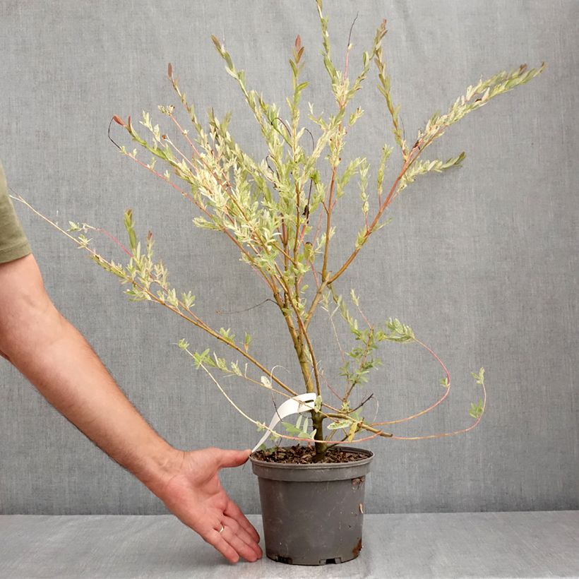 Exemplaar van Salix integra Flamingo - Bonte wilg Pot van 2 l/3 l zoals geleverd in de zomer
