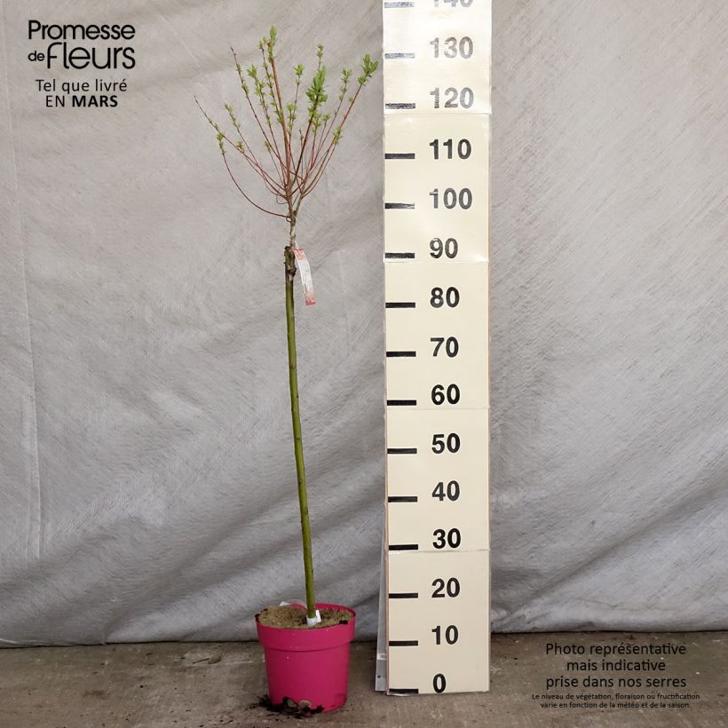 Exemplaar van Salix integra Flamingo - Bonte wilg Pot van 4 l/5 l zoals geleverd in de lente
