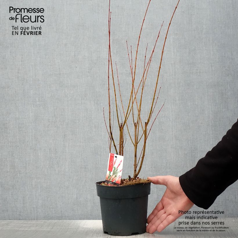 Example of Salix integra Flamingo - Bonte wilg Pot van 2 l/3 l as you get in hiver