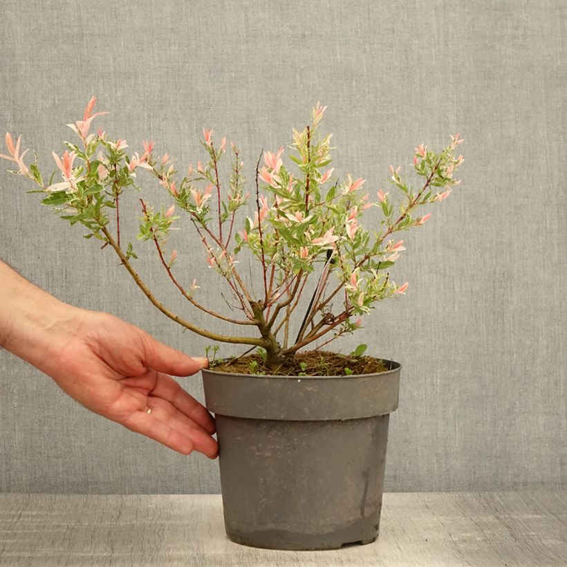 Exemplaar van Salix integra Flamingo - Bonte wilg Pot van 2 l/3 l zoals geleverd in de lente