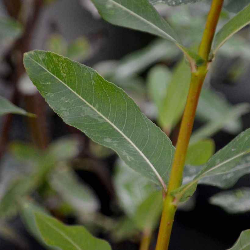 Salix integra Hakuro Nishiki - Bonte wilg (Foliage)