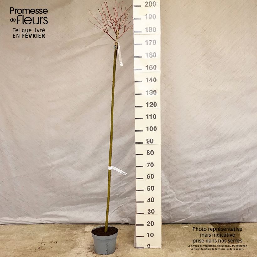 Example of Saule crevette - Salix integra Hakuro Nishiki Pot van 7,5 l/10 l as you get in hiver