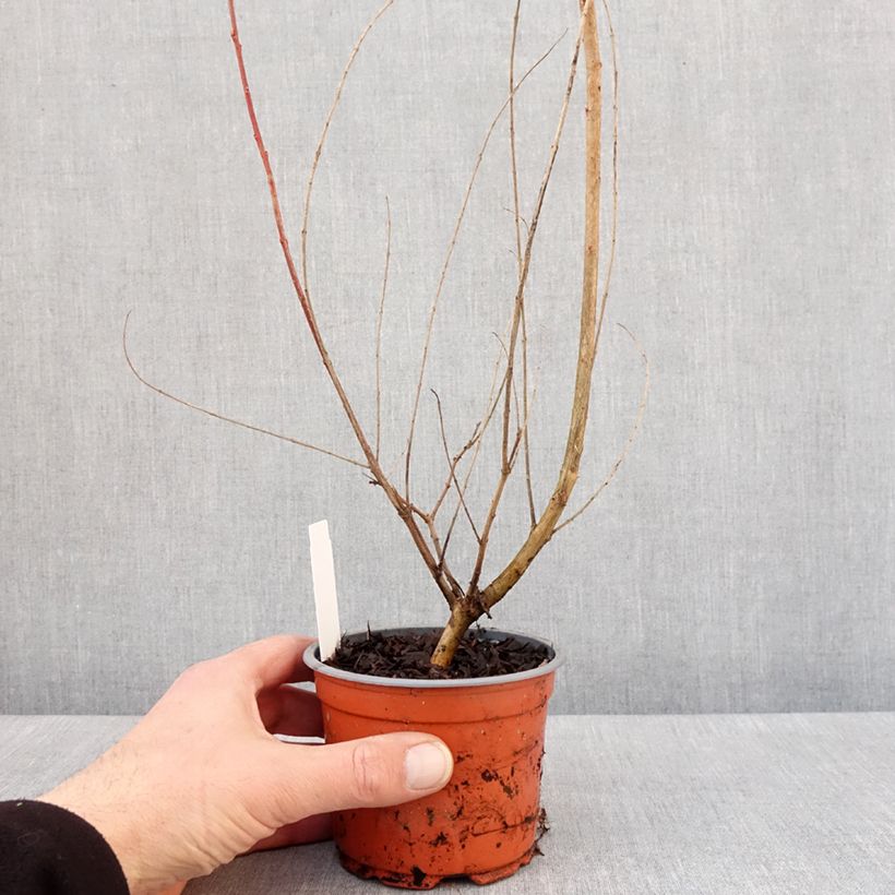 Example of Saule crevette - Salix integra Hakuro Nishiki Pot van 10 cm/11 cm as you get in hiver