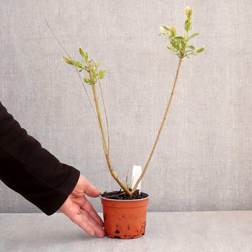 Exemplaar van Salix integra Hakuro Nishiki - Bonte wilg Pot van 10 cm/11 cm zoals geleverd in de lente