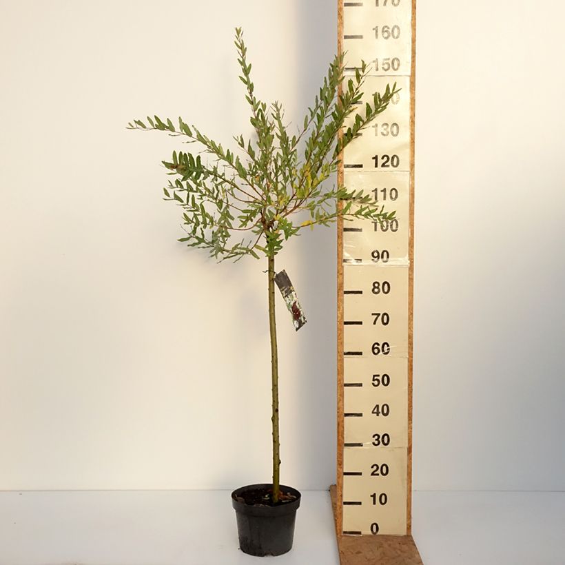 Exemplaar van Salix integra Hakuro Nishiki - Bonte wilg Pot van 4 l/5 l, Stengel zoals geleverd in de herfst