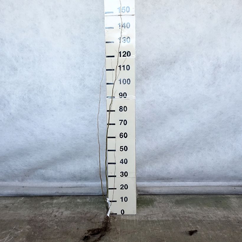 Example of Salix matsudana Tortuosa - Kronkelwilg Naakte wortel as you get in hiver