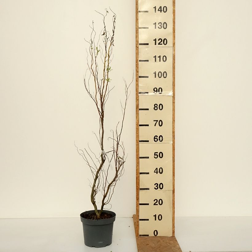 Exemplaar van Salix matsudana Tortuosa - Kronkelwilg Pot van 2 l/3 l zoals geleverd in de herfst