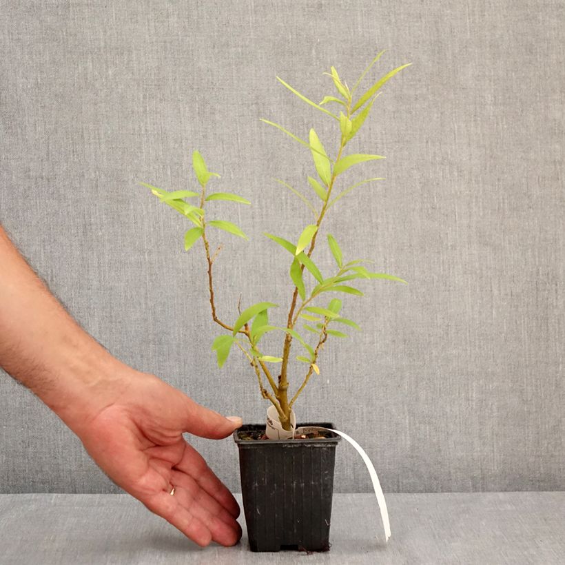 Exemplaar van Salix sachalinensis Golden Sunshine - Bandwilg Kweekpotje van 8/9 cm zoals geleverd in de zomer