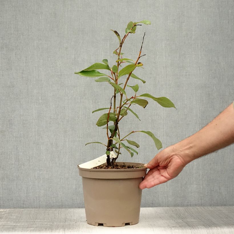 Exemplaar van Salix magnifica - Chinese grootbladige wilg Pot van 4 l/5 l zoals geleverd in de zomer