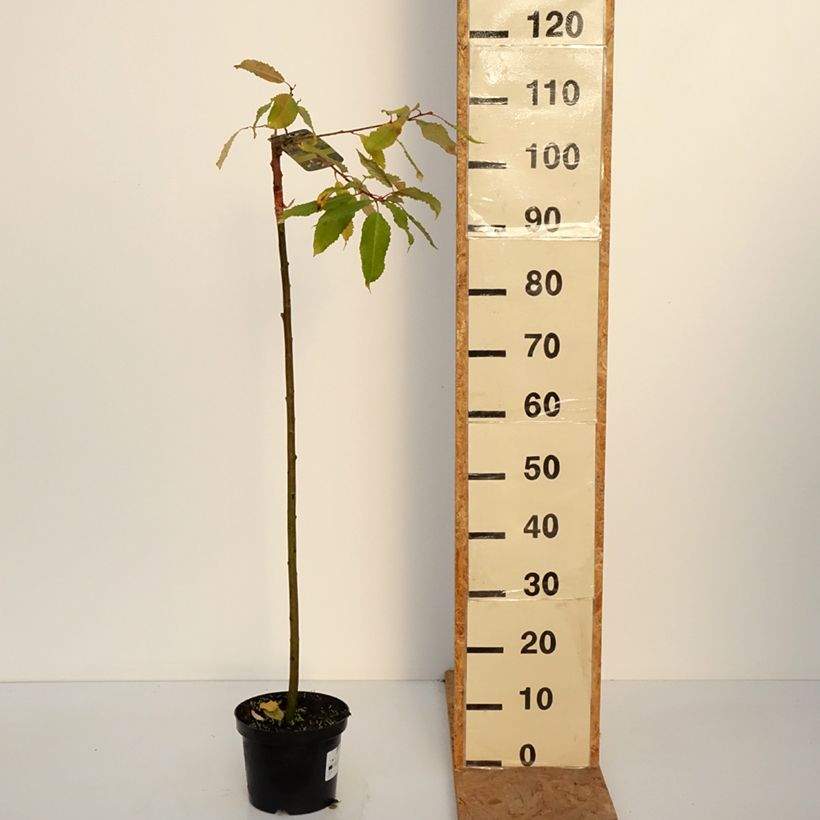 Example of Saule marsault doré - Salix caprea Ogon Pot van 3 l/4 l as you get in automne