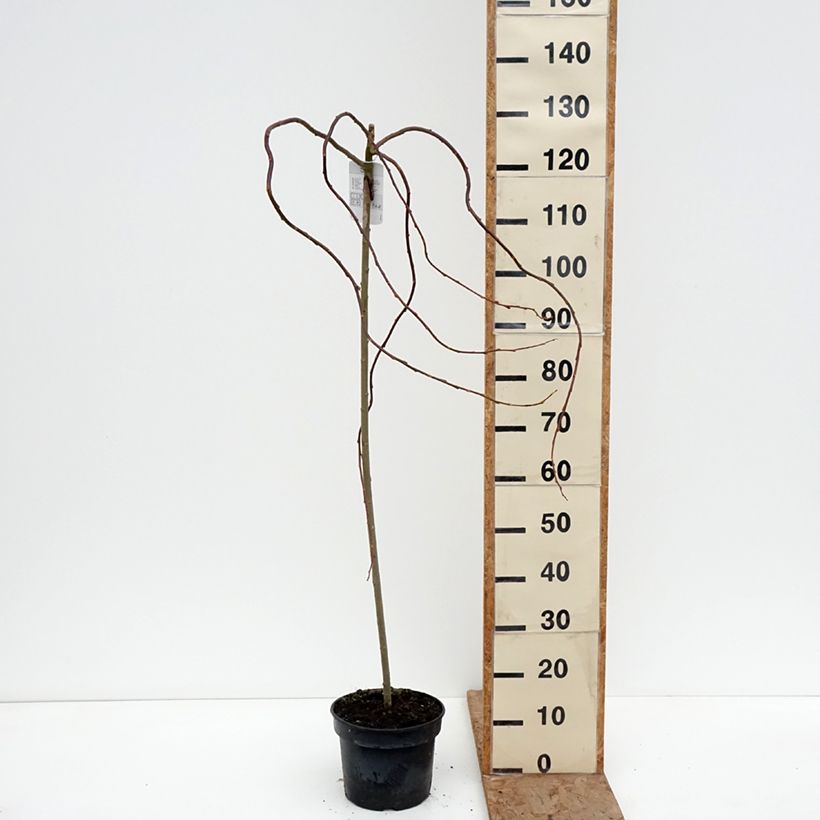 Exemplaar van Salix caprea Curly Locks - Boswilg Pot van 4 l/5 l, Stengel zoals geleverd in de winter