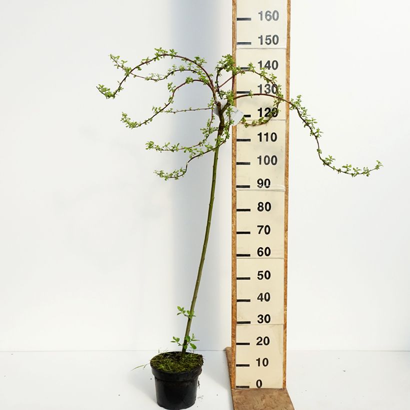 Exemplaar van Salix caprea Curly Locks - Boswilg Pot van 4 l/5 l, Stengel zoals geleverd in de lente