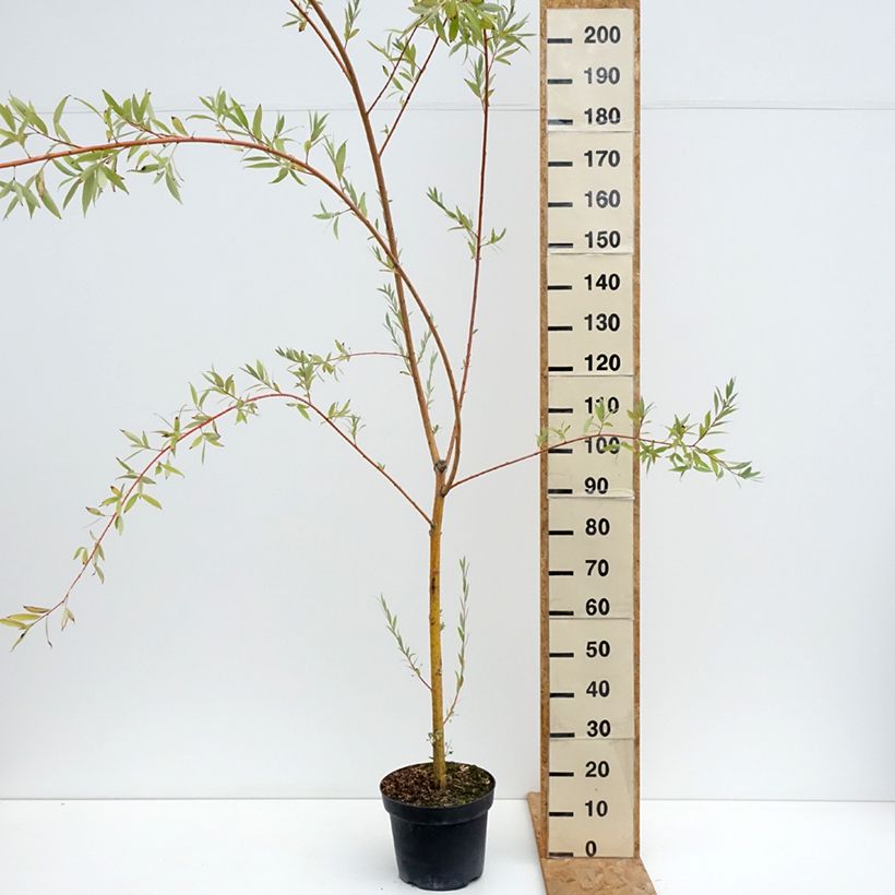Example of Saule pleureur hybride - Salix Pamiati Bażowa Pot van 7,5 l/10 l as you get in ete
