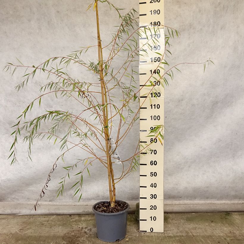 Exemplaar van Salix alba Tristis - Schietwilg Pot van 12 l/15 l, Kroonhoogte zoals geleverd in de herfst
