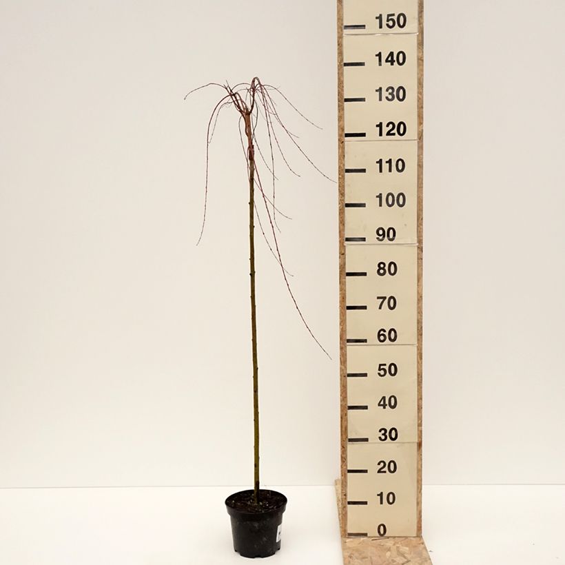 Example of Saule pommelé pleureur - Salix integra Pendula Pot van 3 l/4 l as you get in hiver
