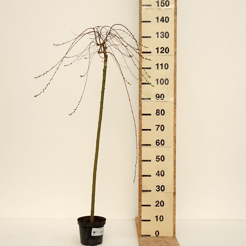 Exemplaar van Salix integra Pendula - Bonte wilg Pot van 3 l/4 l, Stengel zoals geleverd in de lente