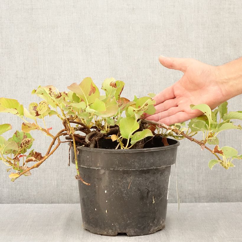 Exemplaar van Salix kurilensis - Kruipwilg van de Koerilen Pot van 4 l/5 l zoals geleverd in de zomer