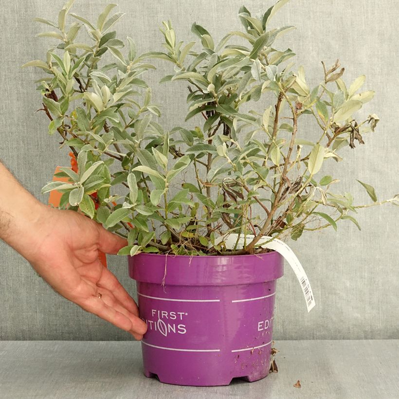 Exemplaar van Salix candida Iceberg Alley - Witte wilg Pot van 3 l/4 l zoals geleverd in de zomer