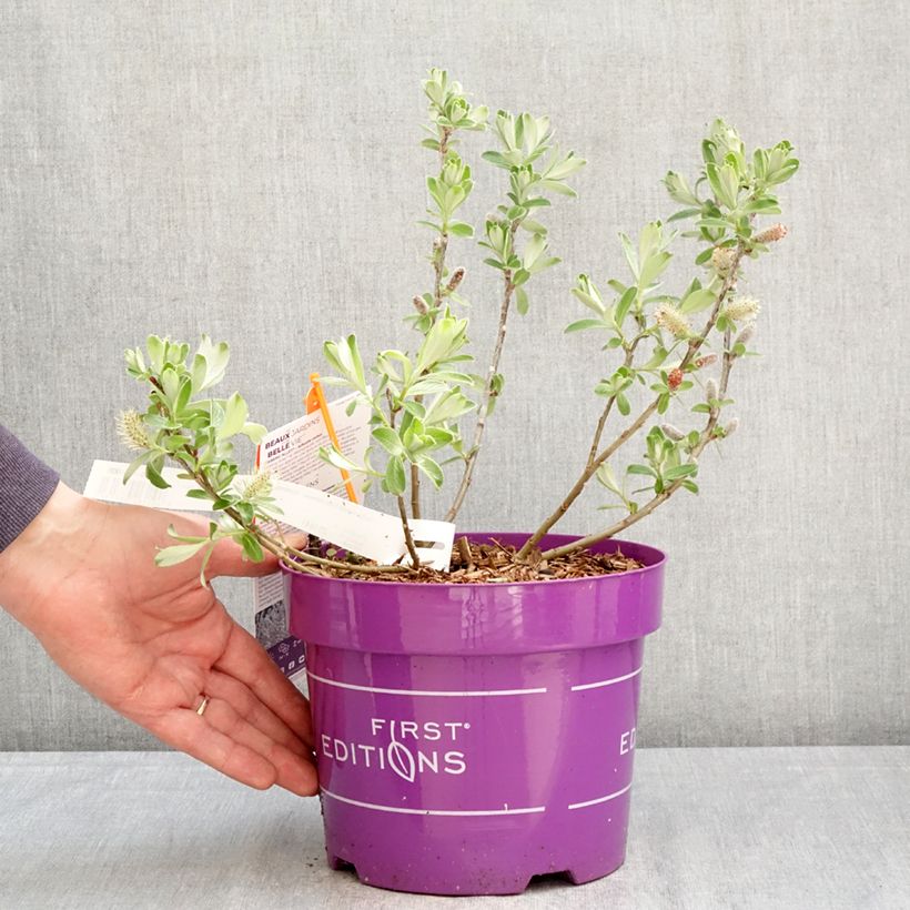 Exemplaar van Salix candida Iceberg Alley - Witte wilg Pot van 3 l/4 l zoals geleverd in de lente