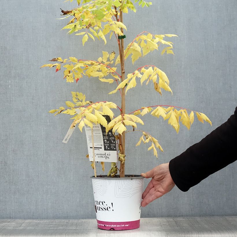 Exemplaar van Savonnier orange - Koelreuteria paniculata Coral Sun Pot de 3L/4L zoals geleverd in de herfst