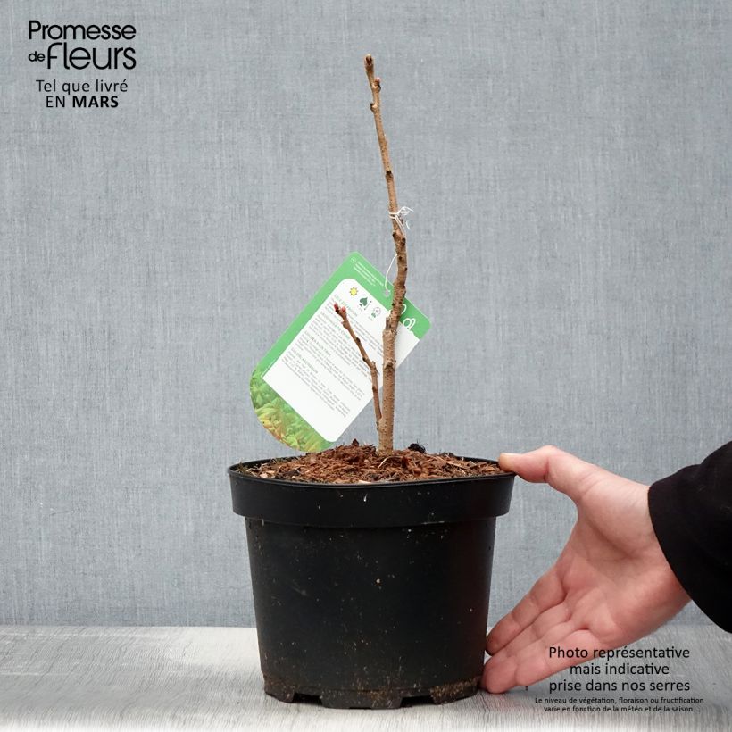 Exemplaar van Koelreuteria paniculata Coral Sun - Gele zeepboom Pot van 3 l/4 l zoals geleverd in de lente