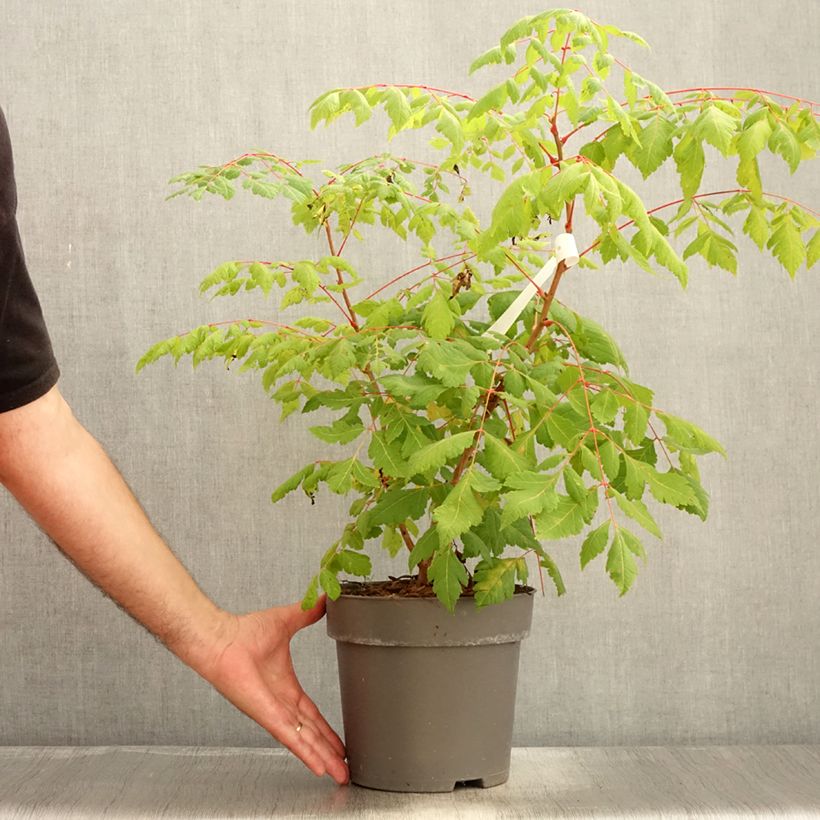 Exemplaar van Koelreuteria paniculata Coral Sun - Gele zeepboom Pot van 7,5 l/10 l zoals geleverd in de zomer