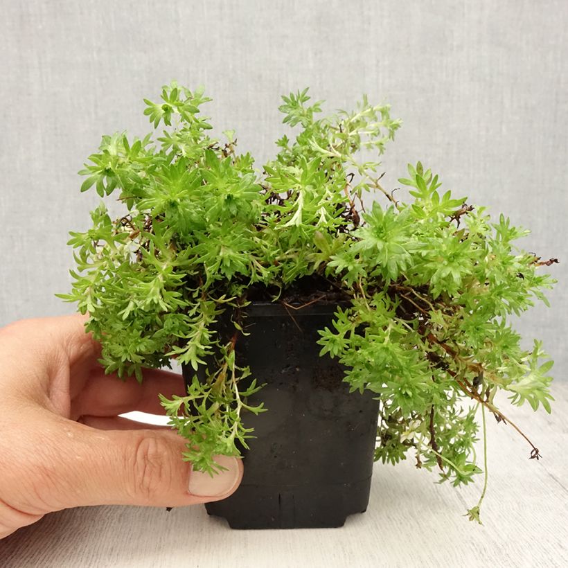 Exemplaar van Saxifraga arendsii Compactum - Steenbreek Kweekpotje van 8/9 cm zoals geleverd in de zomer