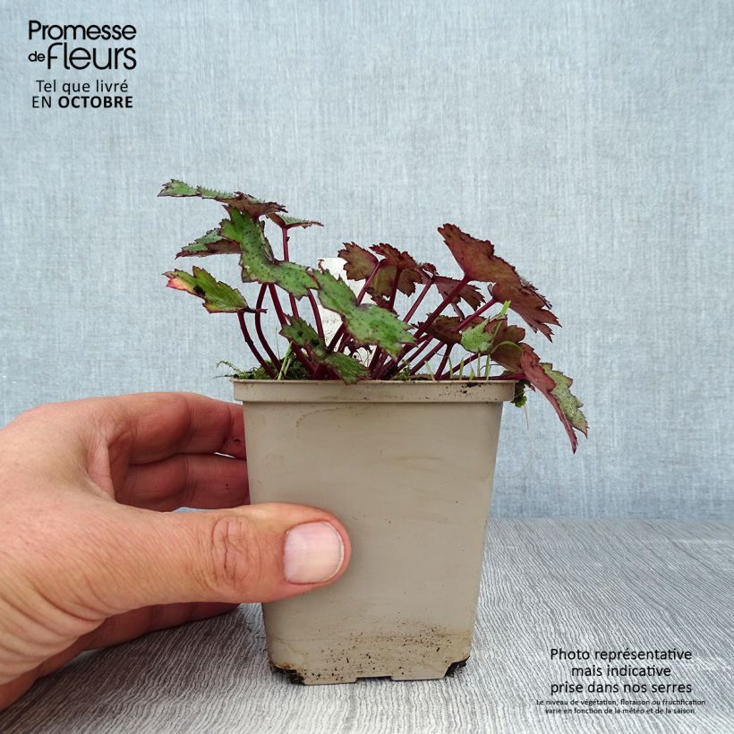 Exemplaar van Saxifraga cortusifolia Black Ruby - Herfststeenbreek Kweekpotje van 8/9 cm zoals geleverd in de herfst