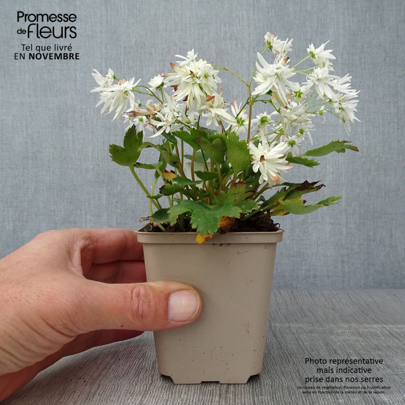 Exemplaar van Saxifraga cortusifolia Shiranami - Herfststeenbreek Kweekpotje van 8/9 cm zoals geleverd in de herfst