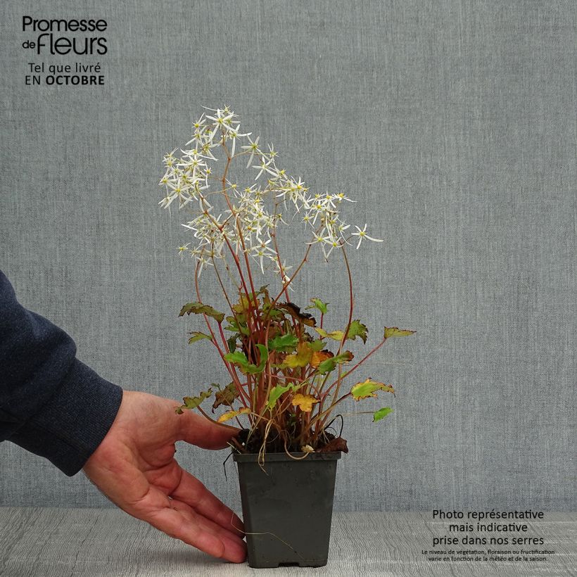 Exemplaar van Saxifraga fortunei Rubrifolia - Steenbreek Kweekpotje van 8/9 cm zoals geleverd in de herfst