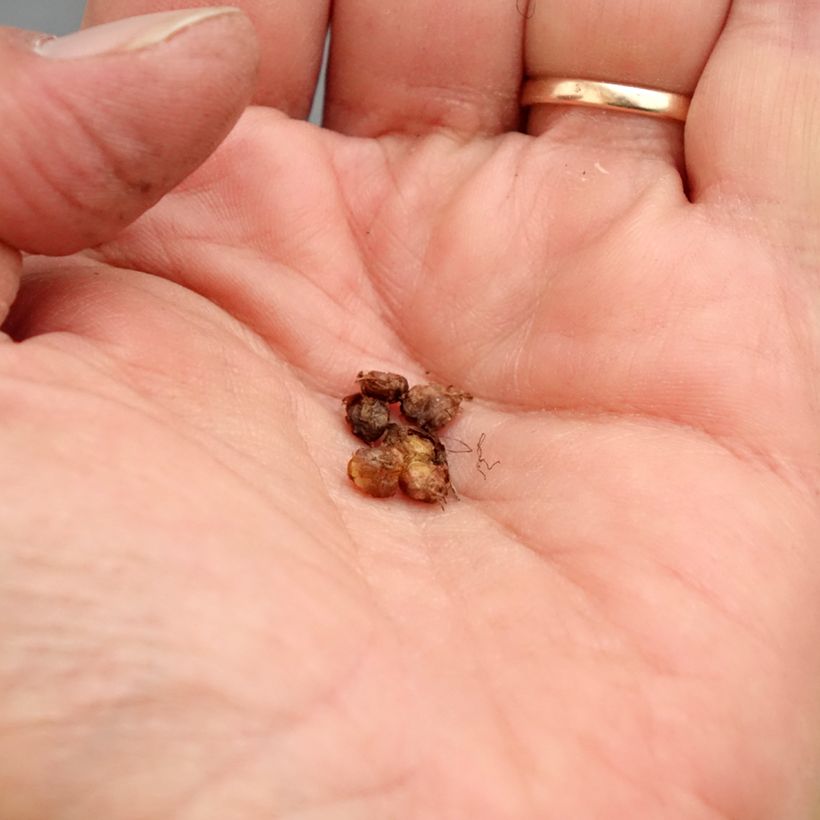 Exemplaar van Saxifraga granulata Flore Pleno - Knolsteenbreek Bol kaliber I zoals geleverd in de lente