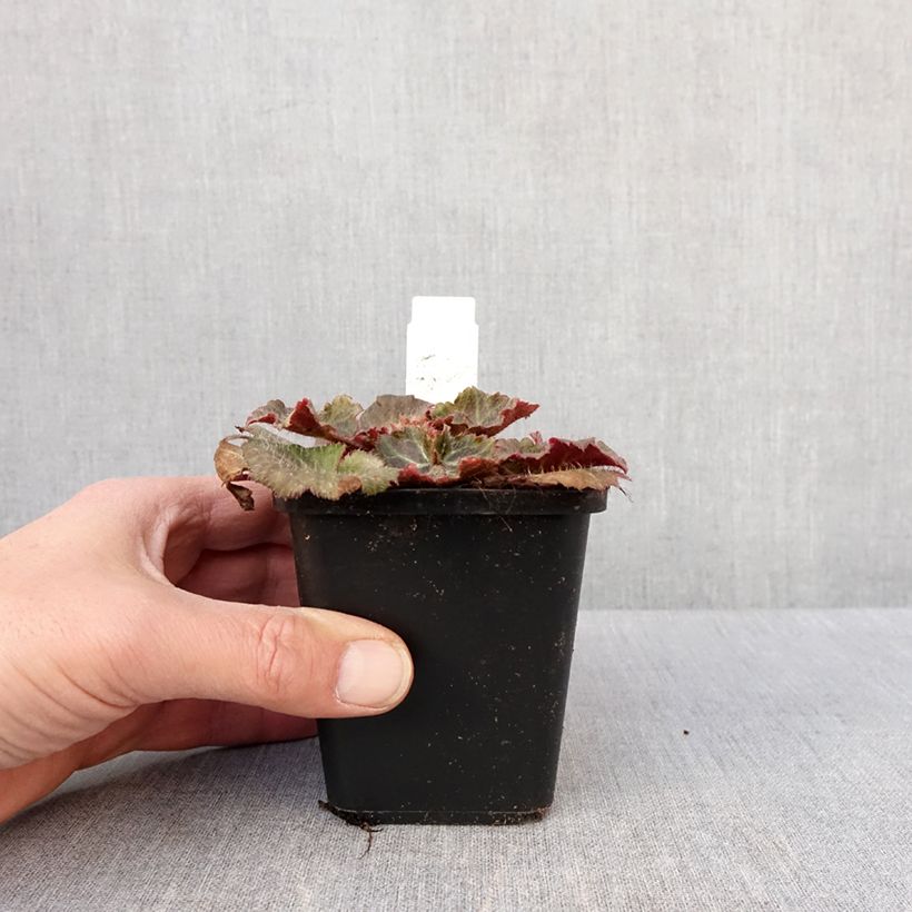 Exemplaar van Saxifraga stolonifera Cuscutiformis - Moederplantje Kweekpotje van 8/9 cm zoals geleverd in de winter